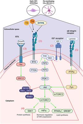 Thyroid hormone-dependent oligodendroglial cell lineage genomic and non-genomic signaling through integrin receptors